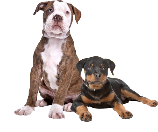 perros
